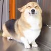 Corgi Dog Meme_Funny Dog Memes_Pet Memes_Funny Pet….jpeg