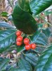 holly berries 12 18 2019.jpg