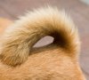 your_dogs_tail_tells_you.jpg