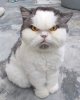 angry cat.jpg