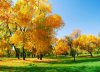 3-yellow-trees.jpg