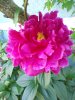 Pretty pink flower 001.jpg