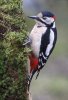 Male Great Spotted Woodpecker. Denny Wood.jpg