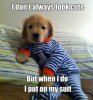 dog-humor-funny-i-dont-always-look-cute-puppy.jpg