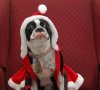 Christmas Dog  funny pictures (77).jpg