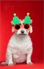 Christmas-Dog-2027328.jpg