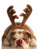 -Dogs-love-Christmas-too-christmas-33005379-440-552.jpg