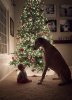 funny-Christmas-dog-baby-tree.jpg