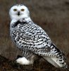 mottled-black-white-snowy-owl.jpg