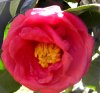 Camellia 3.jpg