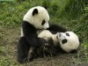 Playful Pandwas.jpg