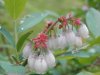 blueberry blooms 2.JPG