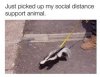 Skunk COVID guide animal.jpg