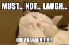 laugh cat .jpg