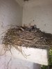 Bird nest journey 008.jpg