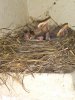 Bird nest journey 017.jpg