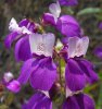 Collinsia Bicolor - collinsia bicolor.jpg