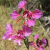 Clarkia - clarkia elegans.jpg