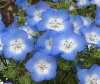 Baby Blue Eyes - nemophila insignis.jpg