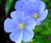 Blue Flax - linum umbellata.jpg