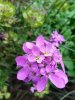 Candytuft - iberis umbellata.jpg