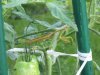 Mantis Tomato 2.JPG