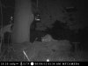 Raccoon deer feeder2.jpg