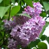 Lilac-Common2.jpg