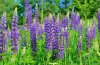 Lupine-Wild-Perennial.jpg