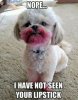 c373502c501f891bb5d4825f09e27303--shihtzu-bichons.jpg