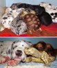 adorable-turtle-tortoise-pics-25.jpeg