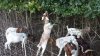 _Goat-Brush-and-Land-Clearing-Business-scaled.jpg