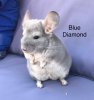 Chinchilla blue diamond.jpg