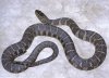 Northern water snake 2.jpg