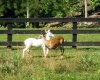 Albino fawn.jpg