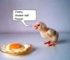 chicken_and_egg.jpg