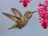 Hummingbird.jpg