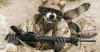 Raccoon with gun.png