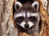 cute-raccoon.jpeg