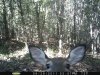 Fawn Garme Cam.jpg