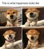 funny-dogs-memes-dogspix-1868c__700.jpg