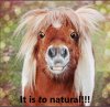 Horse Blond captioned.jpg