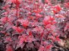 LADY-IN-RED- Physocarpus.jpg