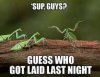 Praying mantis joke.jpg