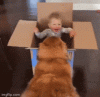 dog baby box.gif