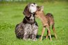 fawn-and-dog-sitting-on-grass-109434487-efada95c2e7041e396192d34a2d64df9.jpg