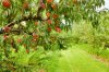 Peach_orchard-21.jpg