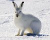 Arctic_Hare_1.jpg