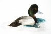 Scaup-11-2-blog.jpg