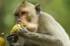 monkey-eating-a-delicious-banana.jpg